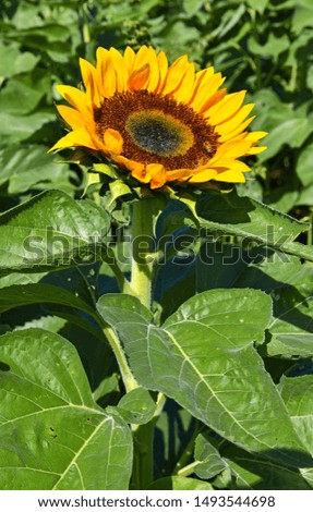 Sunflowers blooming on farm, a common scene in late Summer and early Autumn