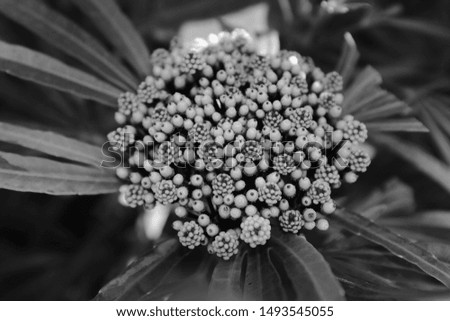 black and white picture of flower buds in park