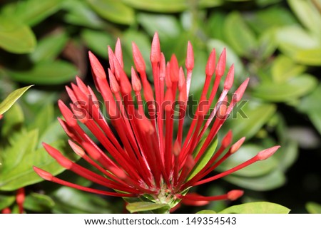 Ixora (Coccinea) Beautiful Flower of Red with closeup of details