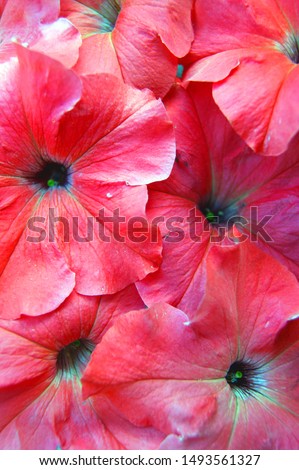 Beautiful flower petunia brightly red colour background