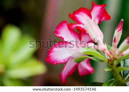 Water droplets on colorful bright of fresh pink Azalea flowers.
