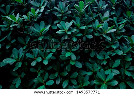 green leaf pattern texture, nature background, tropical leaf