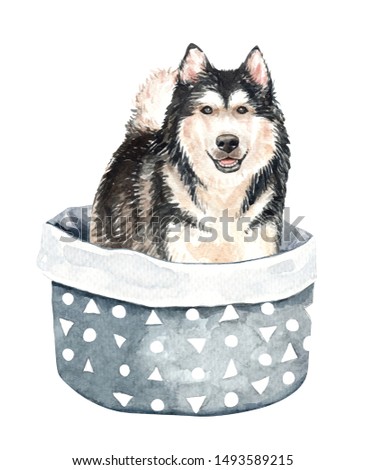 Alaskan malamute of a dog. Watercolor hand drawn illustration. Watercolor Alaskan dog in bed dog basket layer path, clipping path isolated on white background.