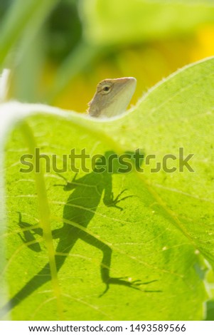 chameleon on sunflower leaf close-up 