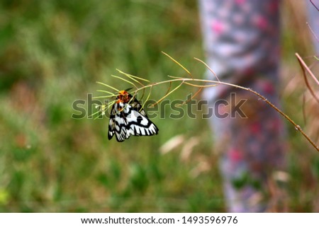 Tiger moths hanging from a bent over mature seed stalk in a Kamloops, British Columbia park