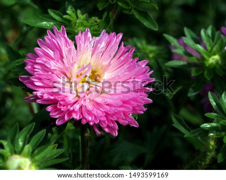 pink Aster flower with dew drops close-up, narrow focus area