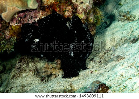 Frogfishes are any member of the anglerfish family Antennariidae, of the order Lophiiformes
