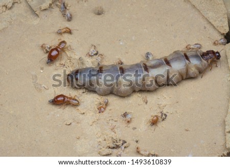 Scene and types of termites found in the mound hill.