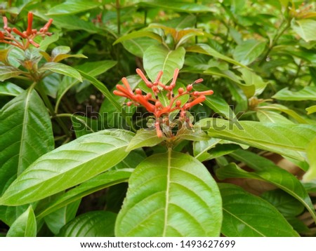 A picture of green leaf's and flower buds