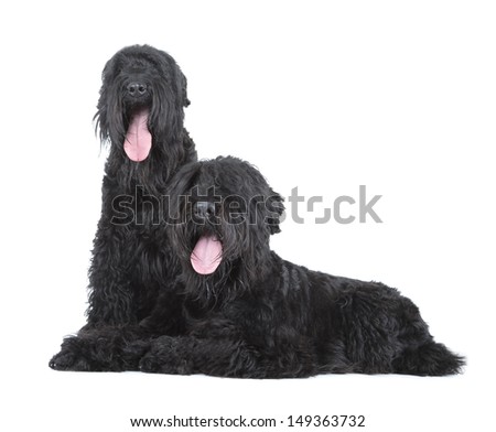 black russian terrier (BRT or Stalin's dog) Royalty-Free Stock Photo #149363732