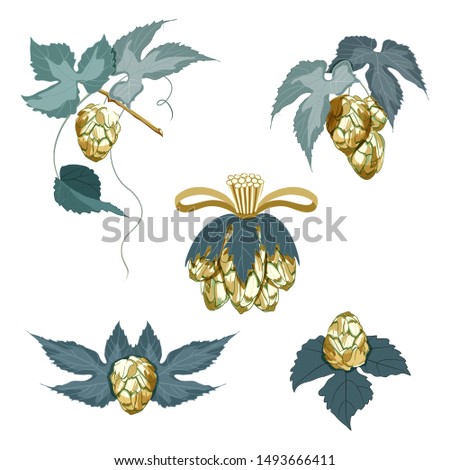 Set of arrangements of hop cones with leaves on white background. Hop cones for making beer and bread. Vector illustration.