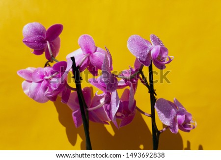 Wet orchid on yellow background.