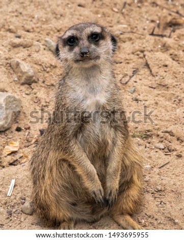 The picture of a meerkat in a wild life park. 