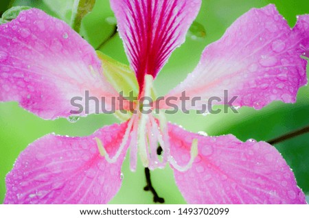 Wet violet hibiscus flower from closeup view