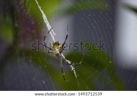Spider with the web from closeup photo