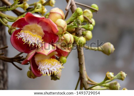 Flower of Shorea robusta or Sala flora on Cannonball tree  with green bokeh background Tree is revered by buddhist people.