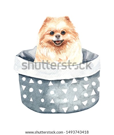 Pomeranian dog. Portrait of a dog. Watercolor hand drawn illustration. Watercolor Pomeranian in bed dog basket layer path, clipping path isolated on white background.