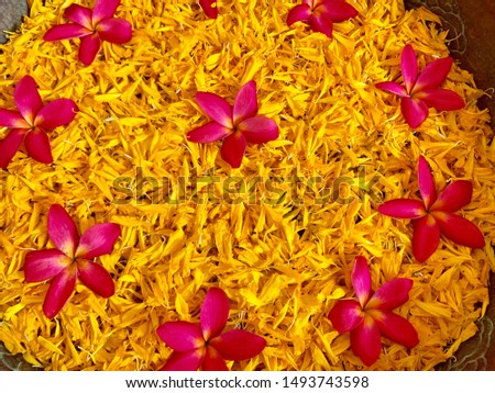 Closeup marigold petals flowers and pink Plumeria flowers.