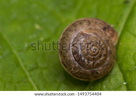 summertime macro photos in europe snail house on green leaf