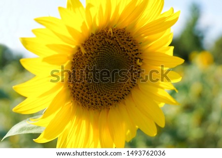 A close-up of a bright sunflower head 
