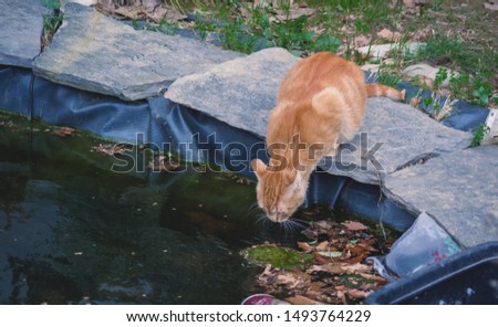 A cat drinks water from an artificial pond in Istanbul 