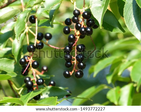 Prunus padus, known as bird cherry, hackberry, hagberry, or Mayday tree, is a flowering plant in the rose family Rosaceae. Royalty-Free Stock Photo #1493772227