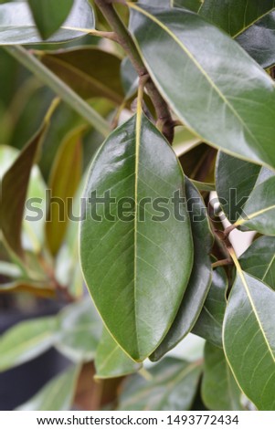 Southern magnolia leaves - Latin name - Magnolia grandiflora