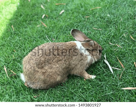 A cute rabbit of the farm in Thailand.