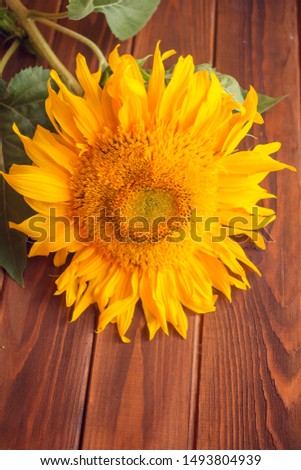 Yellow sunflower on a brown wooden background. Autumn picture with harvest