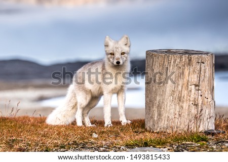 Arctic fox in autumn colors Royalty-Free Stock Photo #1493815433