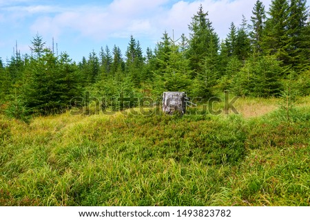 Natural forest regeneration without human intervention in national park Sumava (Bohemian Forest) near Polednik mount. Forest was destroyed in storm Kyrill and attacking by bark beetle, Czech Republic