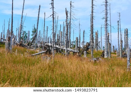Natural forest regeneration without human intervention in national park Sumava (Bohemian Forest) near Polednik mount. Forest was destroyed in storm Kyrill and attacking by bark beetle, Czech Republic