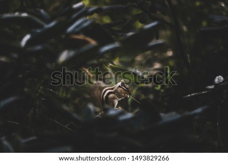 a squirrel in the woods at a meal.