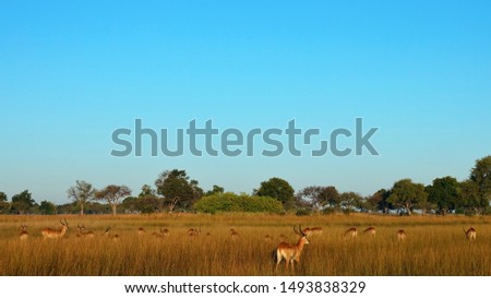 Lechwe in the wetlands of Okavango Delta, Botswana