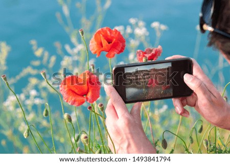 Using smartphone to take photo of beautiful poppy flowers. Hands in close up.