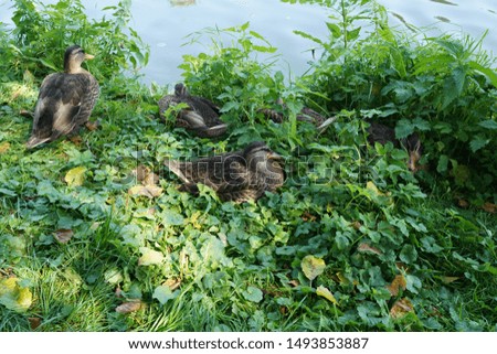 Wild ducks in grass and water pond
