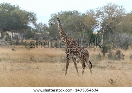 Giraffe in Savannah, Mikumi National Park, Tanzania.