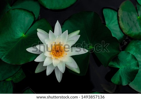 closeup beautiful lotus flower and green leaf in pond, purity nature background, white lotus water lily blooming on water surface and dark blue leaves toned
