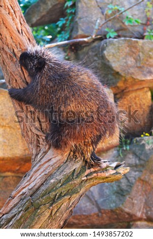 a north american porcupine on a tree