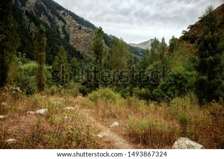 Landscape in a mountain forest on a summer morning.