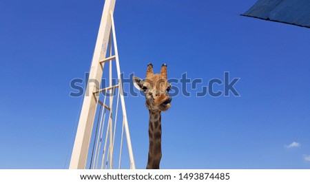 A close-up of a giraffe sticks out its tongue and licks its lips. Head and neck on a blue background