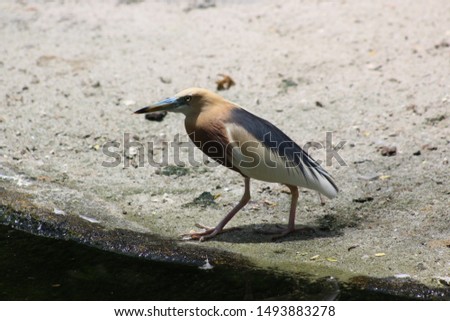a picture of a javan pond heron