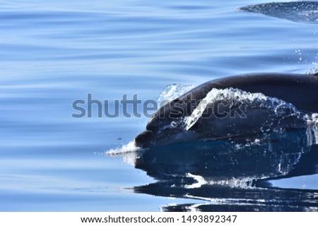 dolphin observed in croatia from boat
