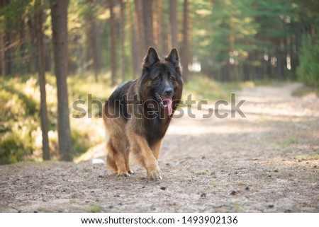 German Shepherd dog walking in forest