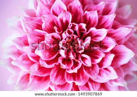 Dahlia on pink background.Overhead top view, flat lay. Copy space. Birthday, Mother's, Valentines, Women's, Wedding Day concept.