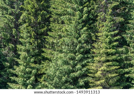 Texture. Fir forest in Transylvania (Romania), forming a pattern.