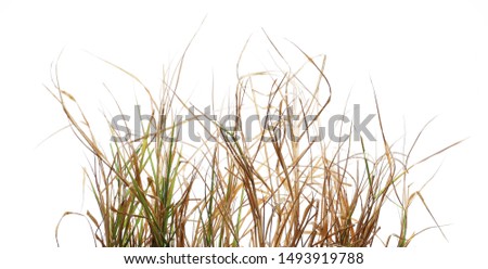Dry, withered grass isolated on white background with clipping path Royalty-Free Stock Photo #1493919788
