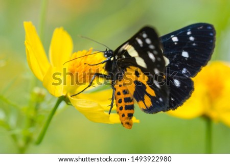 butterfly on orange flower close up