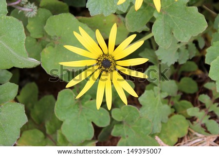 South African dandelion or Cape weed arctotheca calendula  in bloom  in late winter is a  common prostrate spreading weed  with sunny yellow single blooms attracting bees to the field or garden.