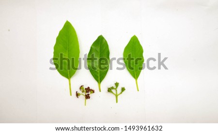 Flower Fruits and Leaves of Santalum Album Plant Isolated